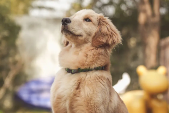 ��ë��Ҫ��������