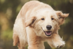 ��ë����Ҫ��Ҫ��ë