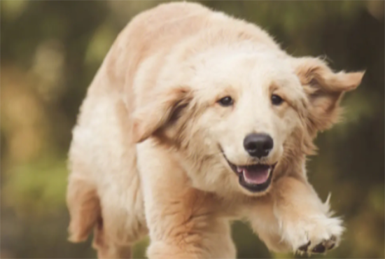 ��ë����Ҫ��Ҫ��ë