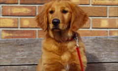 �����ܳ���ʳ��?