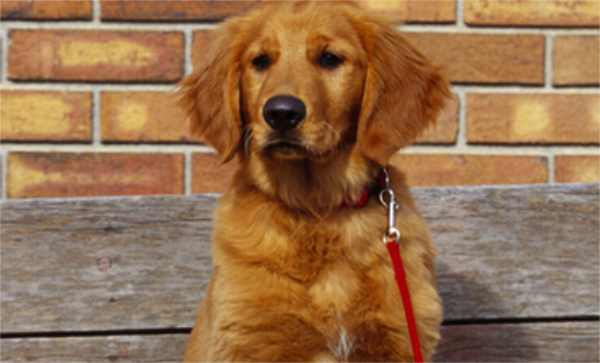 �����ܳ���ʳ��?