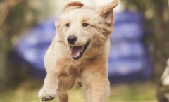 ��ë�������˵ı���