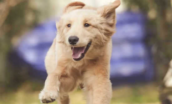 ��ë�������˵ı���