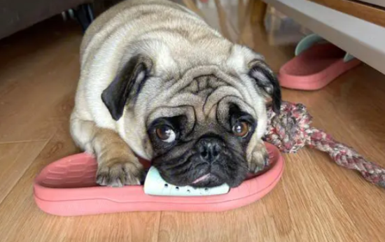 �͸�Ȯ��ôѵ����С�㣿