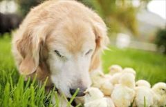 ����Ϊʲô��ò�ѡ��ë