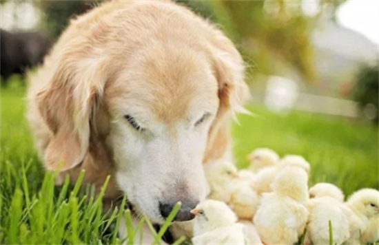 ����Ϊʲô��ò�ѡ��ë