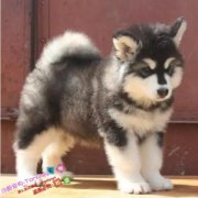 ����˹��Ȯѵ������������С�׿��Կ���