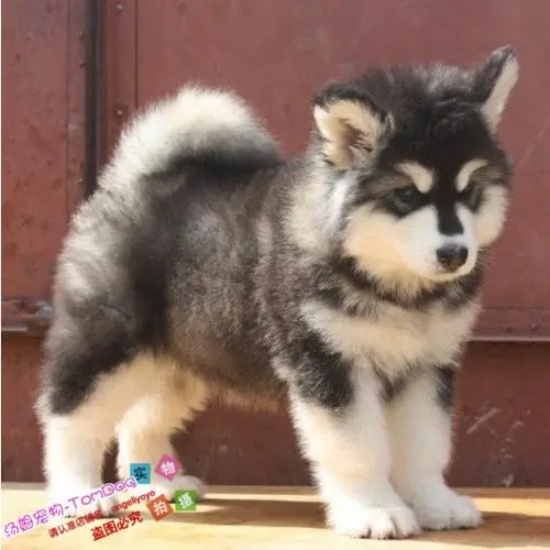 ����˹��Ȯѵ������������С�׿��Կ���