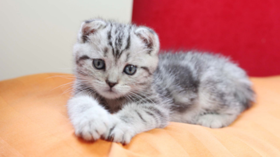 �۶�è��ѵ����������Щ��