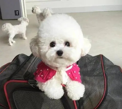 С����������ô�죿