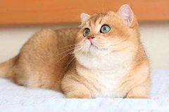 ��ô��ֹè������