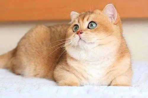 怎么制止猫咪扑人