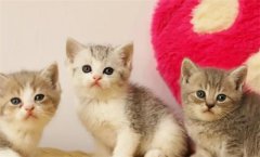 ���ѵ��è����˳���ɵ��Ը�