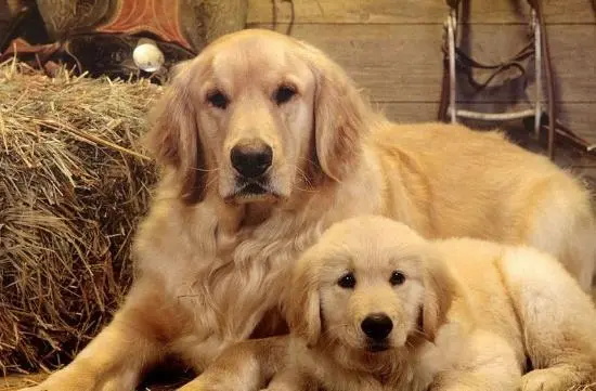 ���֪��ĸ���Ƿ��飿