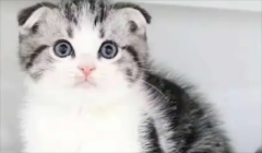 ��ôѵ��è�䲻��ĥצ