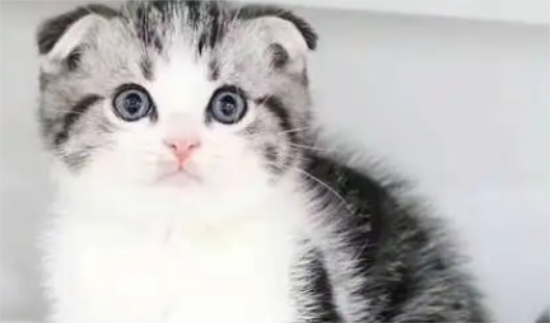 ��ôѵ��è�䲻��ĥצ