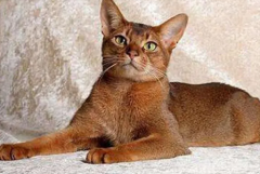 ѡ�����ﰣ��è��������Щ