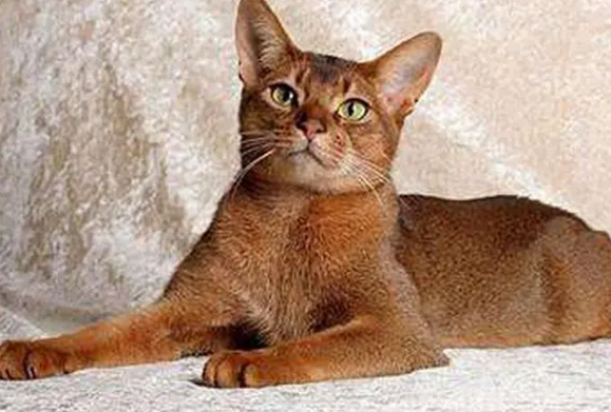 ѡ�����ﰣ��è��������Щ