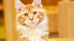 è��Ϊʲô����Ƶ��ϴ�裿