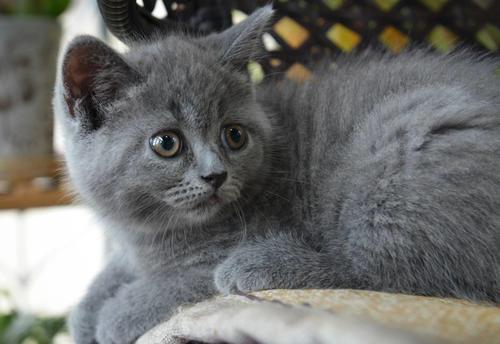 猫咪吃什么奶水多