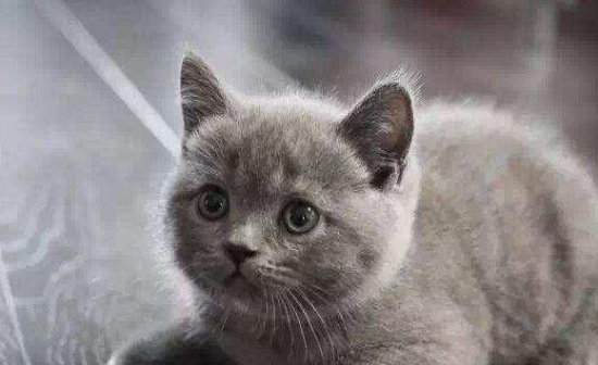 Ӣ����ëè��������ëè������