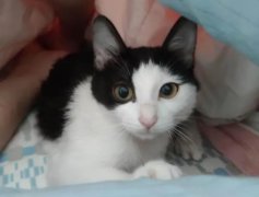 è��������ʲô��