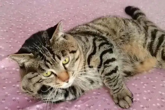 è��ë��֢�γɵ�ԭ��