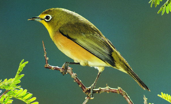 �¹ڲ�����Ⱦ������