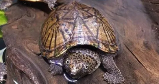 �úڰ壡������������������������