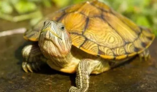 �úڰ壡������������������������