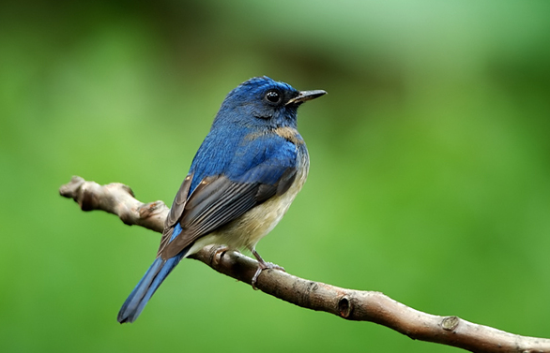 ���¹����Զ��