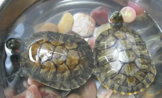 ��������Ŷ���ˮ���ʣ�ԭ��������ô��ѧ��