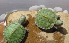 ��������Ŷ���ˮ����