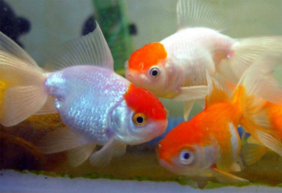 ����β�ͷ��ο�����