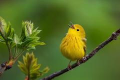 С���Ⱦ��״��������ô��