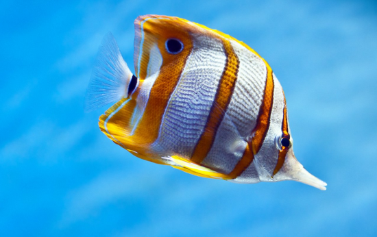 ����Գ�Ϻ����