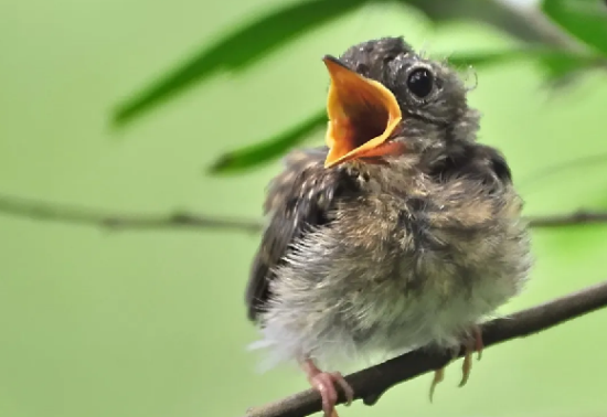 �������İ�ɫ������ʲô����