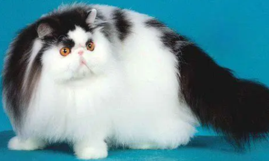 ���Ϊè���㲿������