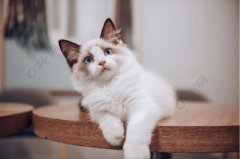 ��ξ���è���ϴ�����ϰ��