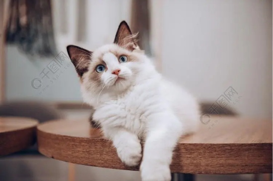 ��ξ���è���ϴ�����ϰ��