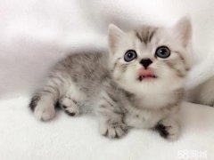 è����ʳ��ʲô���ɣ�