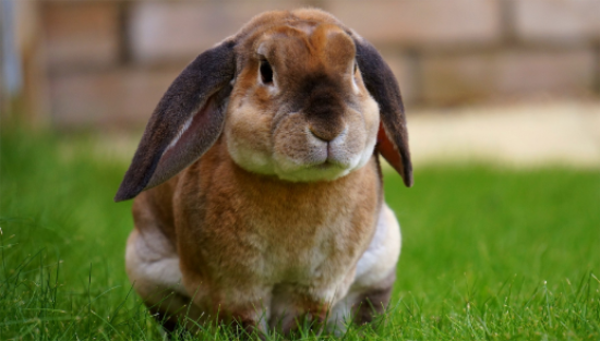 ���ӻ���ë��