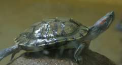 �ڹ��ʳ��ʲôԭ��