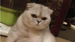 Ϊʲô��è����ҲҪ��