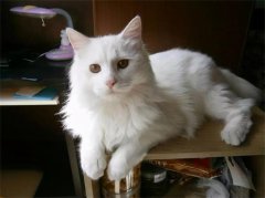 è��Ϊʲô���ܳ���?