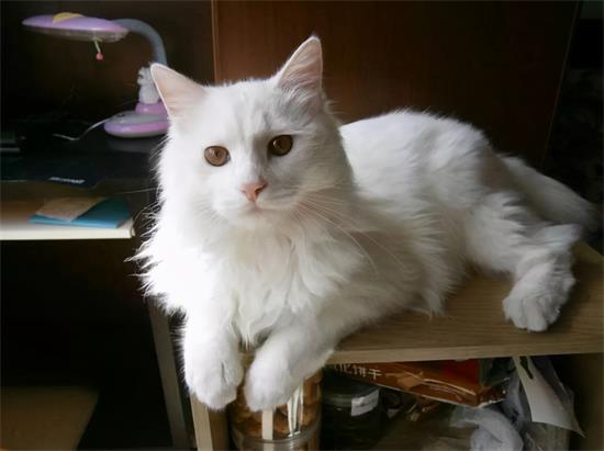 è��Ϊʲô���ܳ���?