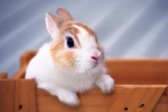 ���Ӷ�������