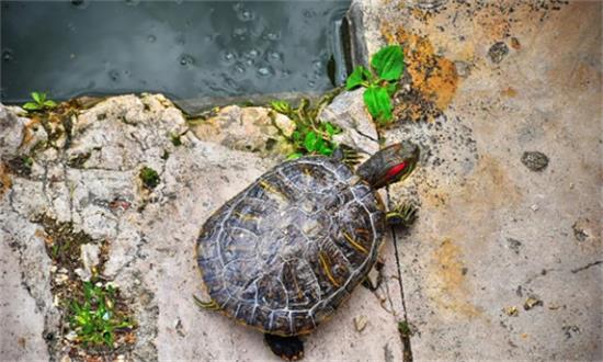 �ڹ�һ�겻ιʳ���Ի���