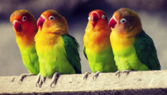 ������ô�ֱ湫ĸ