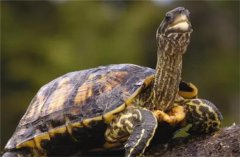 �����ڹ�ͻȻ���Զ�����